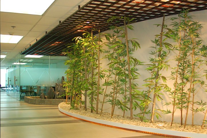 樱花国际日语基于中国人日语羞耻的直播